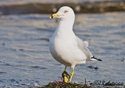 Larus delawarensis